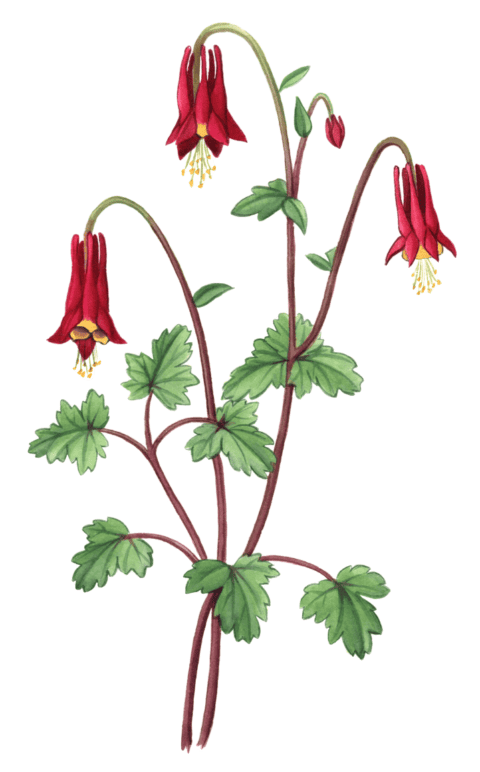 Columbine Maine Native Plants