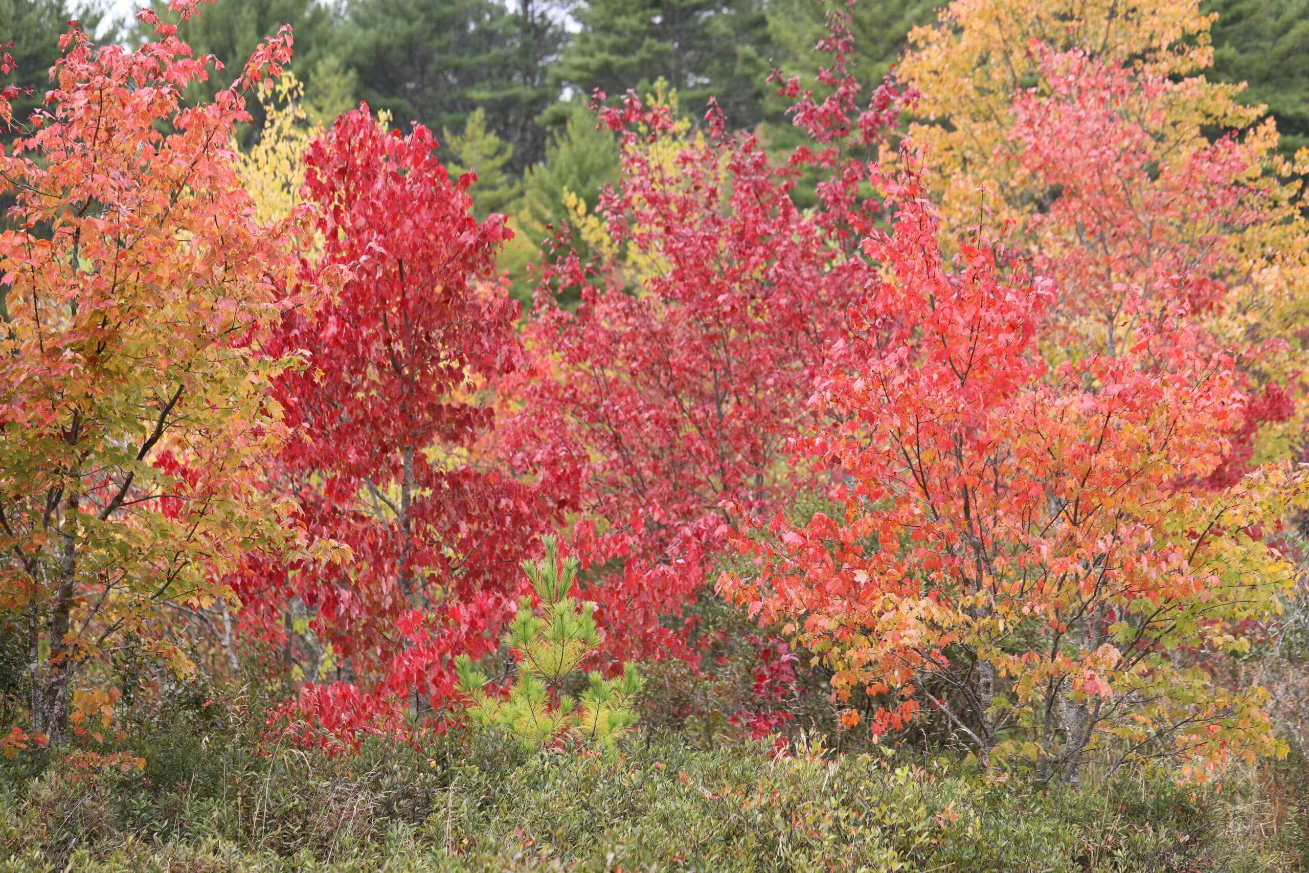 red maple - maine native plant finder