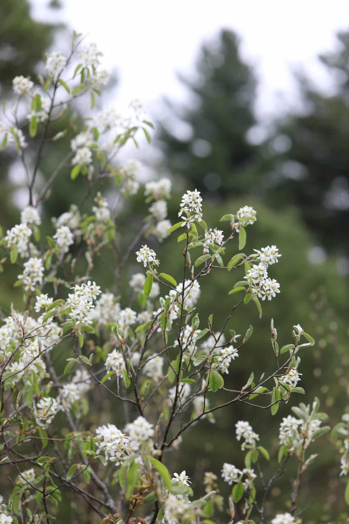 Canada Serviceberry - Maine Native Plants