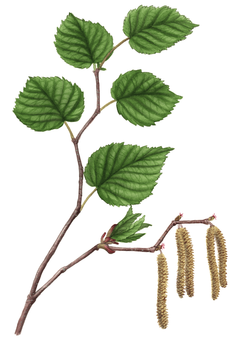 Plant Illustration