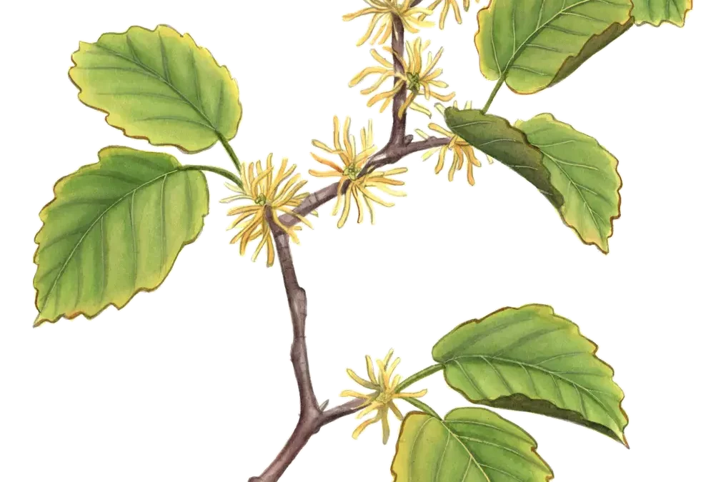 American Witchhazel