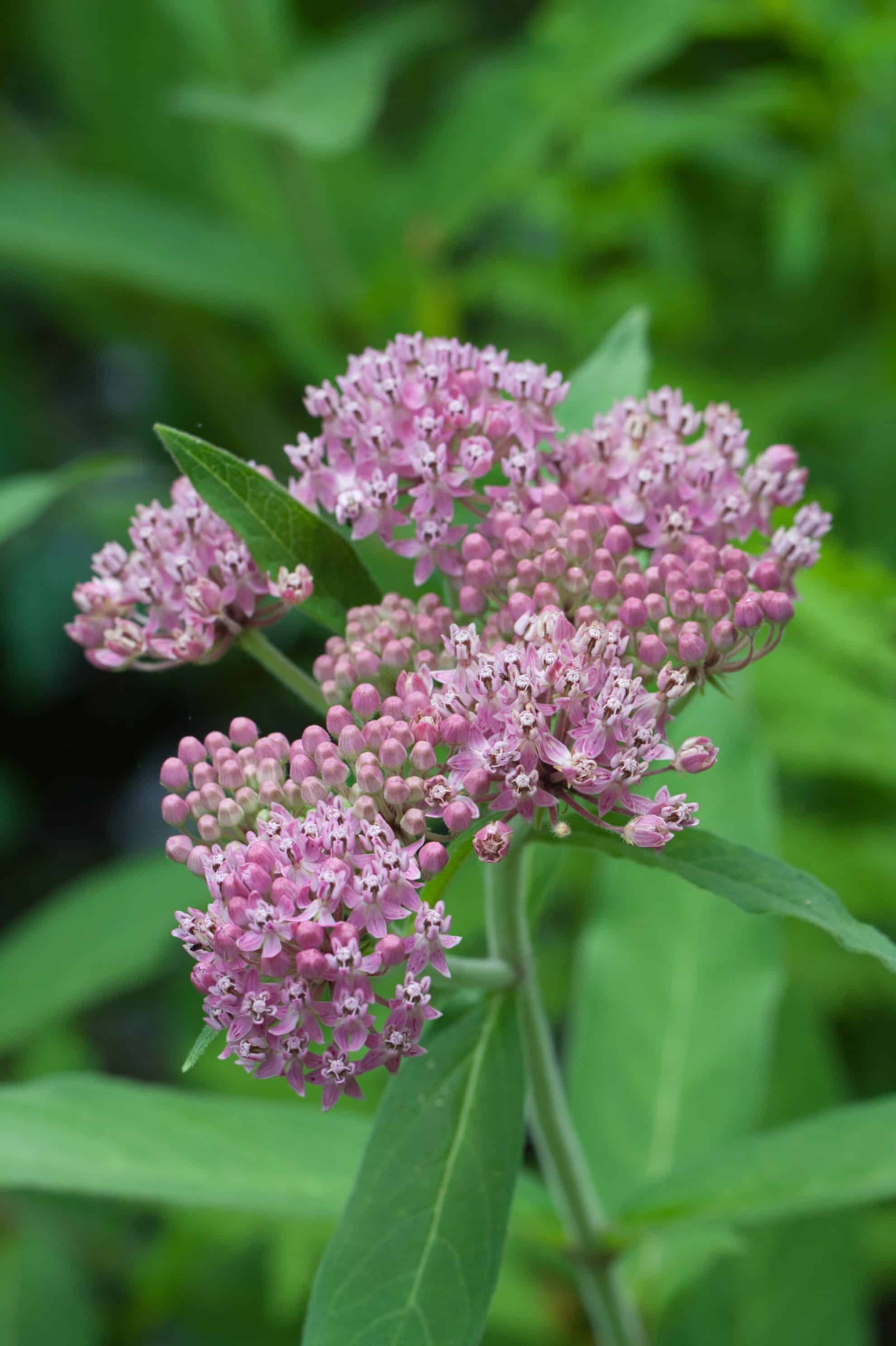 Swamp Milkweed - Maine Native Plants