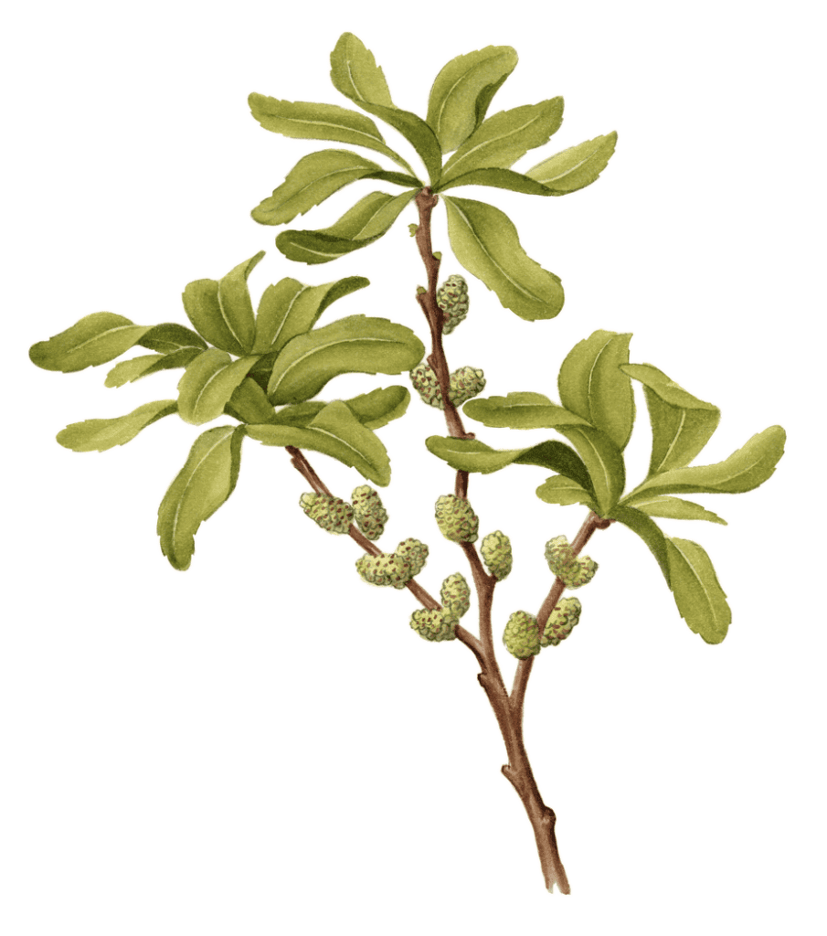 Northern Bayberry Maine Native Plants