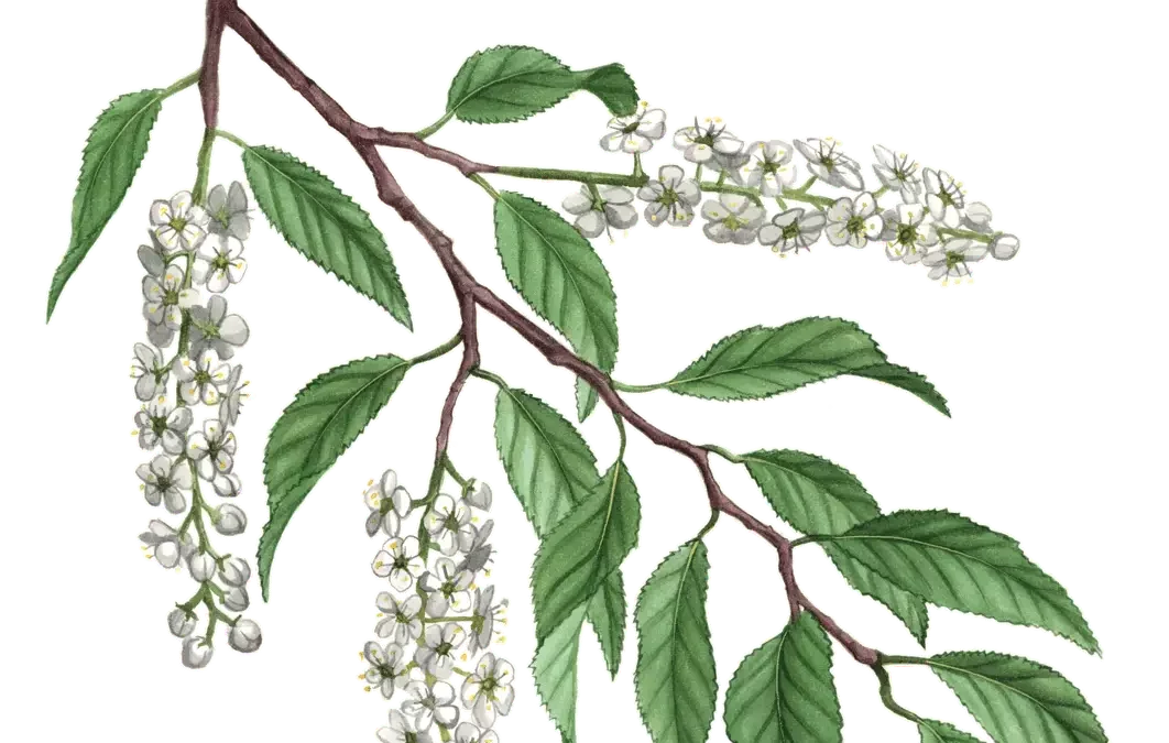Black Cherry
