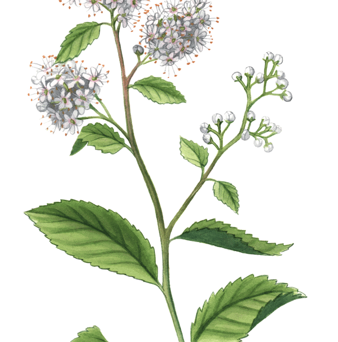 Meadowsweet