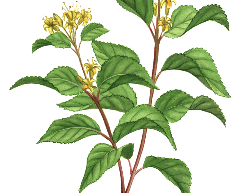 Bush Honeysuckle