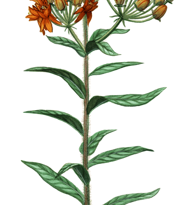 Butterfly Milkweed