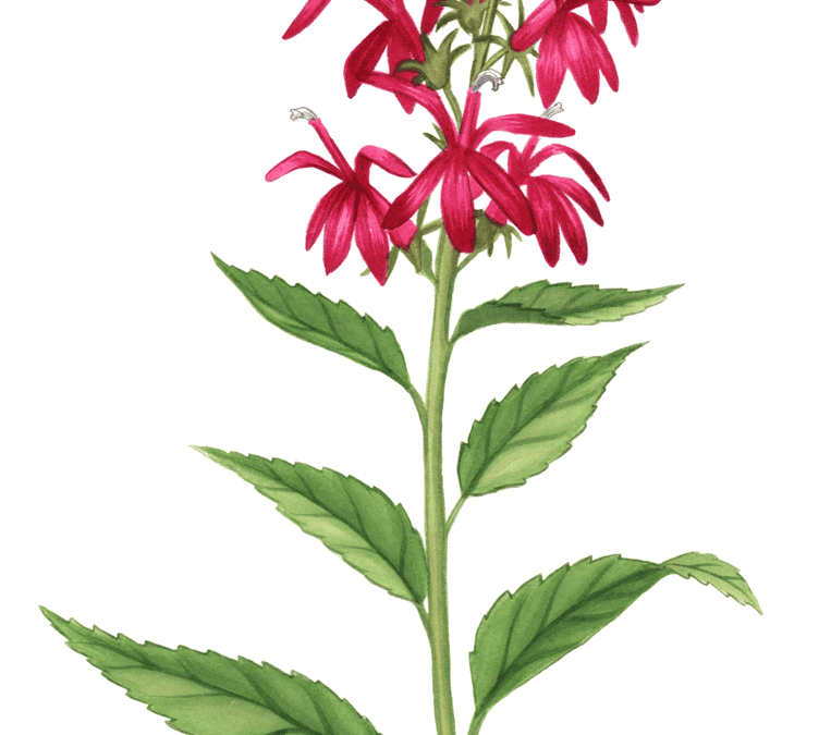 Cardinal Flower