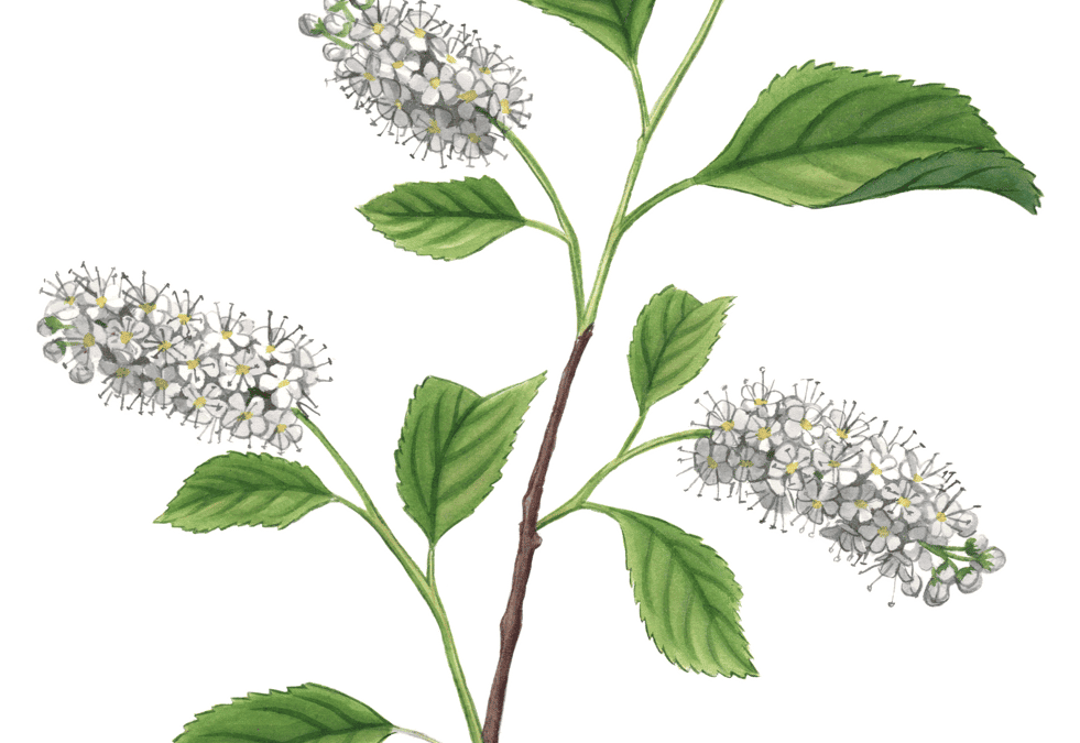 Chokecherry