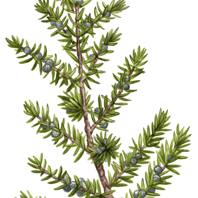 Common Juniper