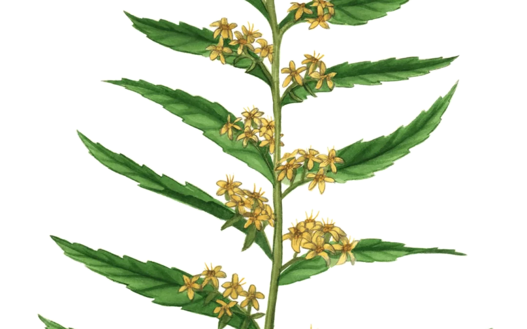 Blue-stemmed Goldenrod