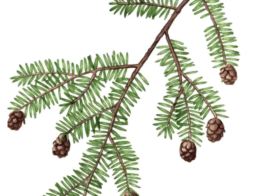 Eastern Hemlock
