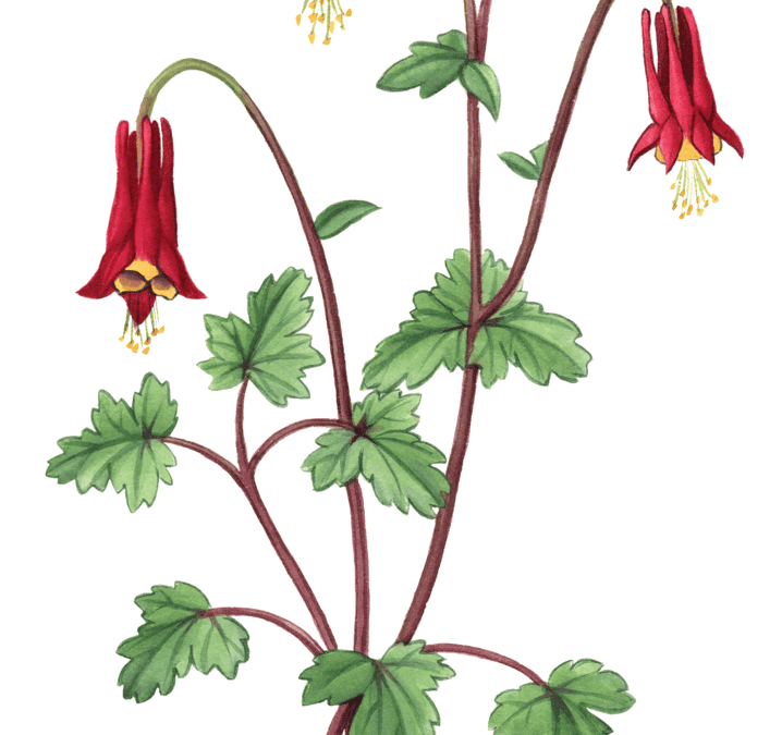 Red Columbine