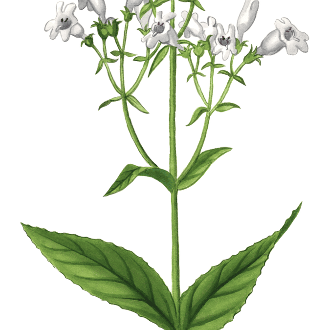 Foxglove Beardtongue