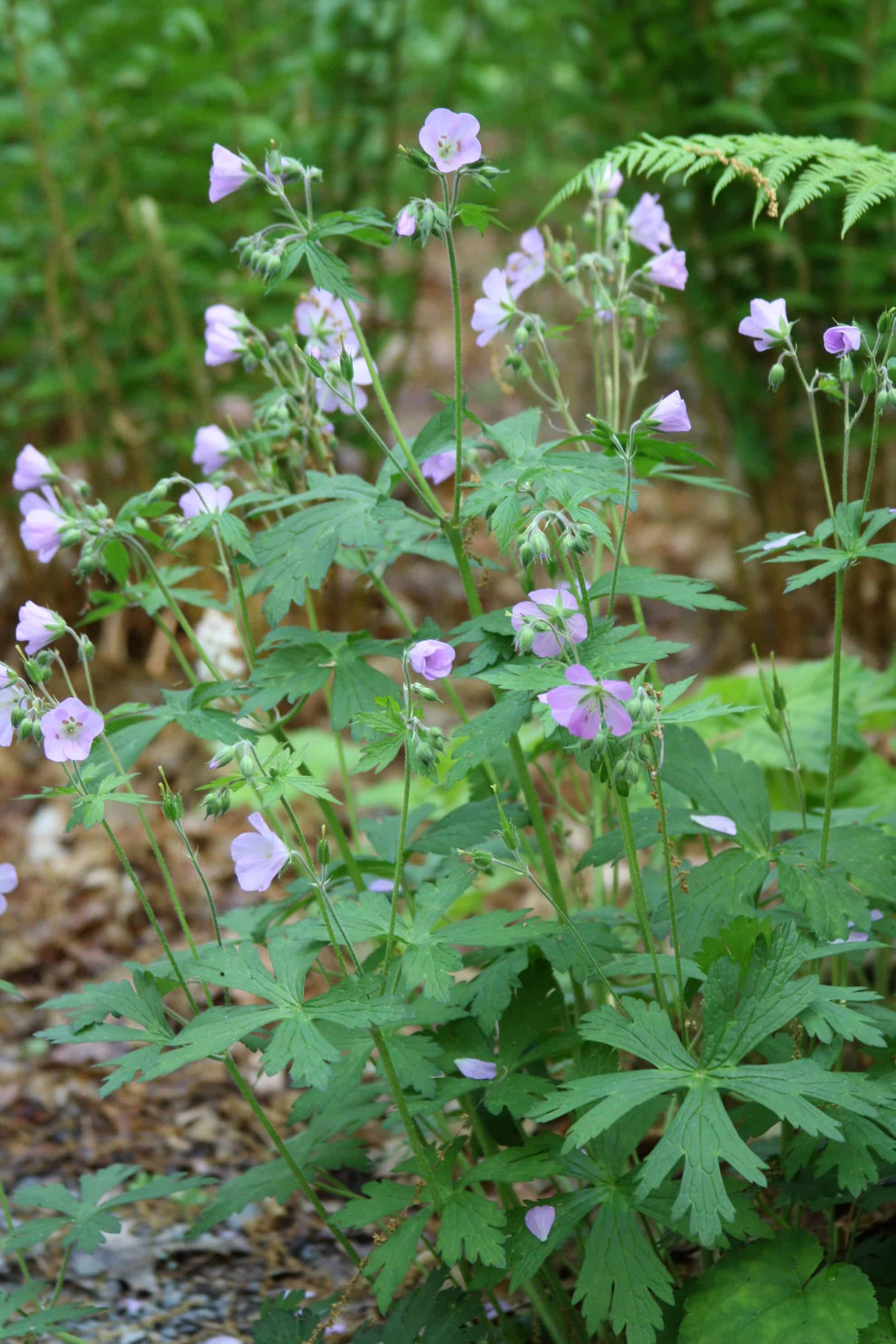 Wild Geranium - Maine Native Plants