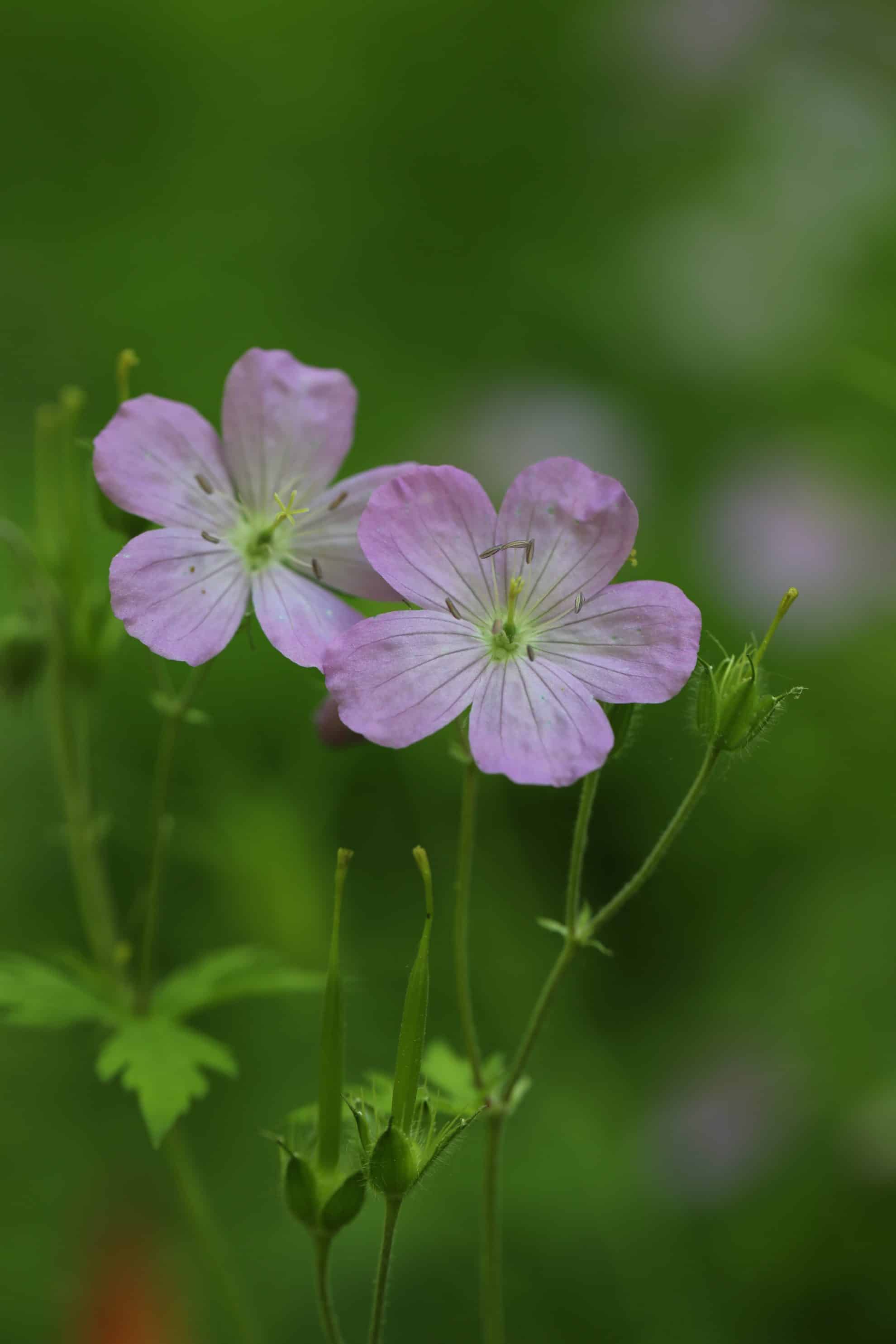 Wild Geranium - Maine Native Plants