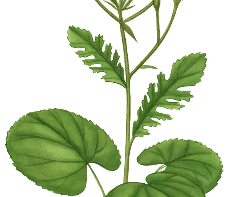 Golden Groundsel