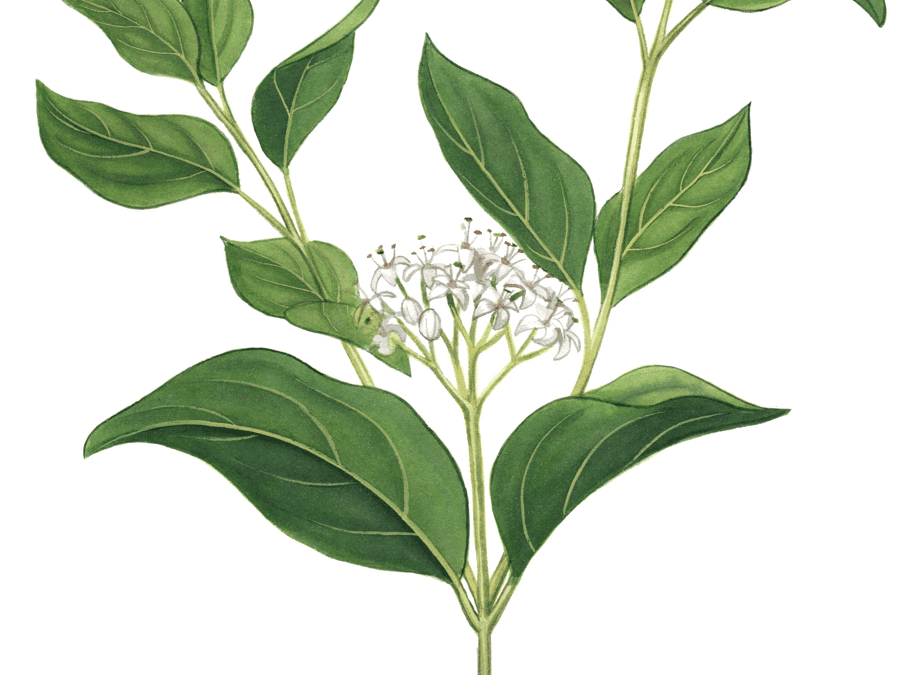Gray Dogwood