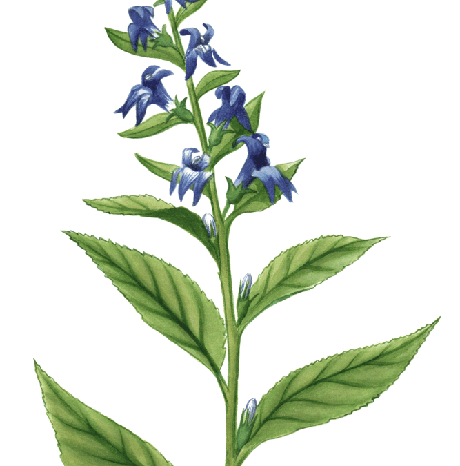 Blue Lobelia