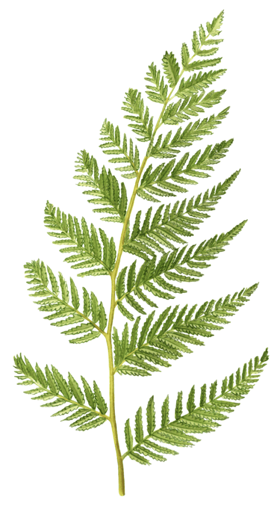 Lady Fern - Maine Native Plants