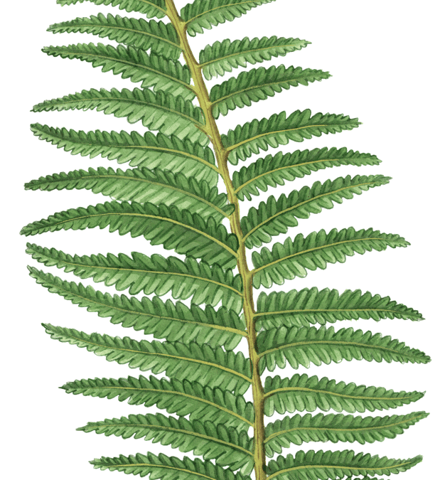 Ostrich Fern