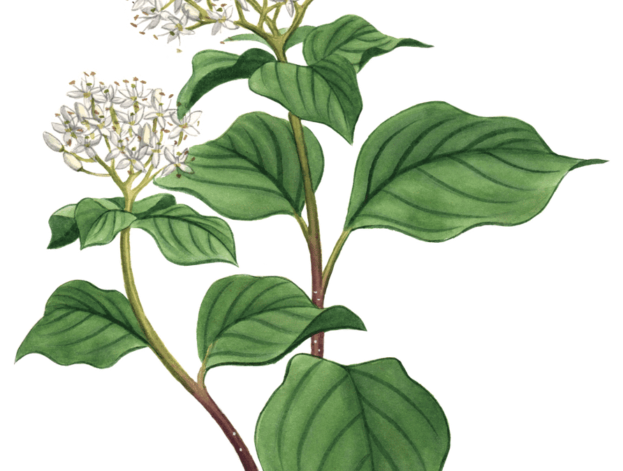Alternate-leaved Dogwood