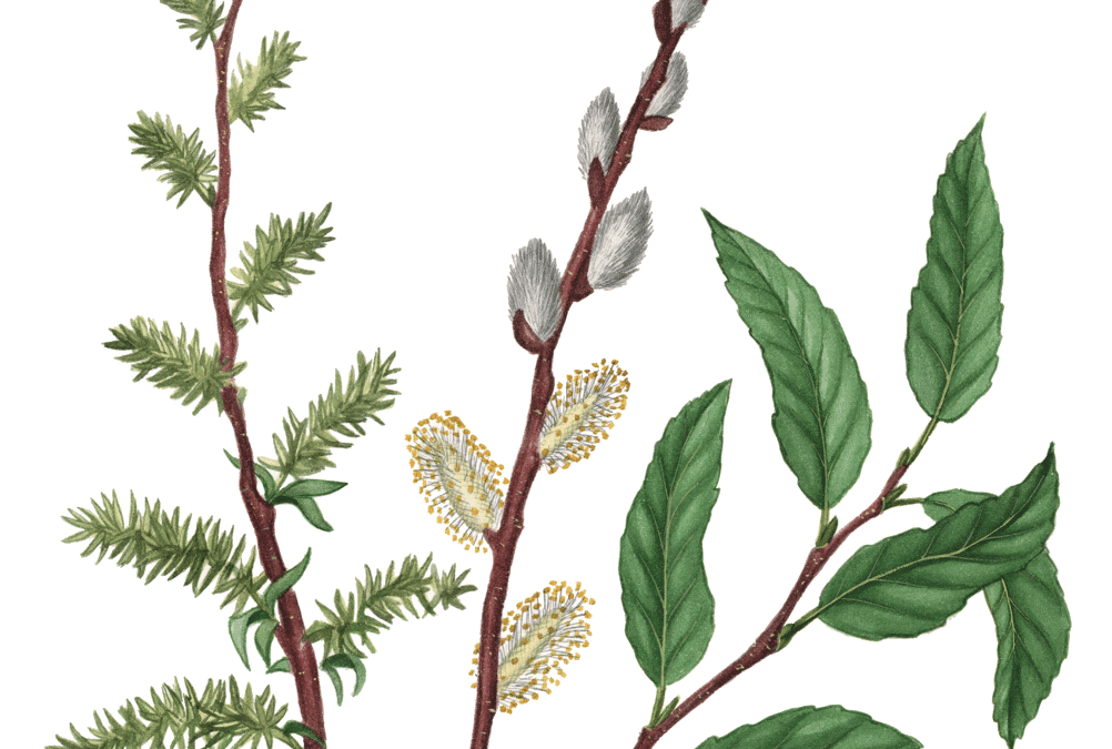 Pussy Willow