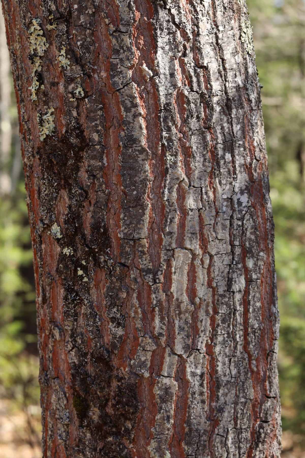 Northern Red Oak - Maine Native Plants