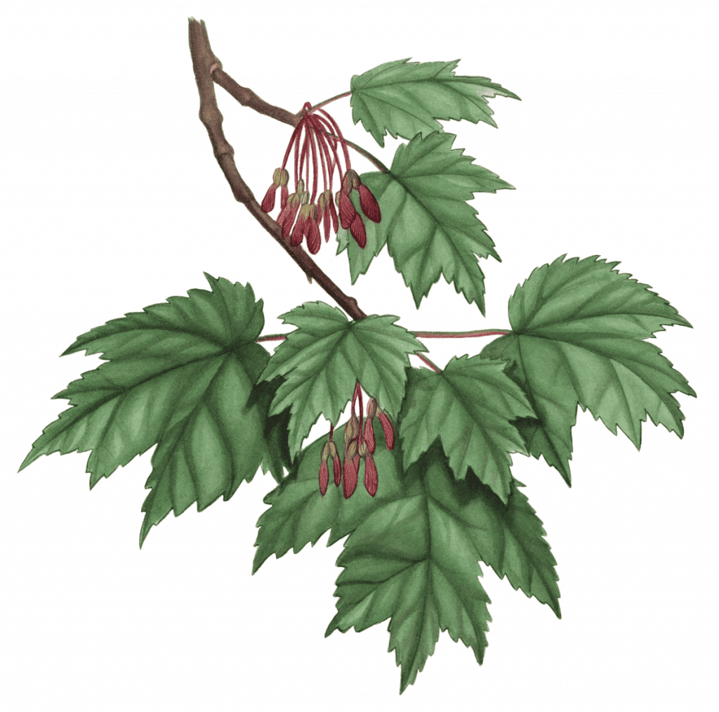 Red Maple Maine Native Plants