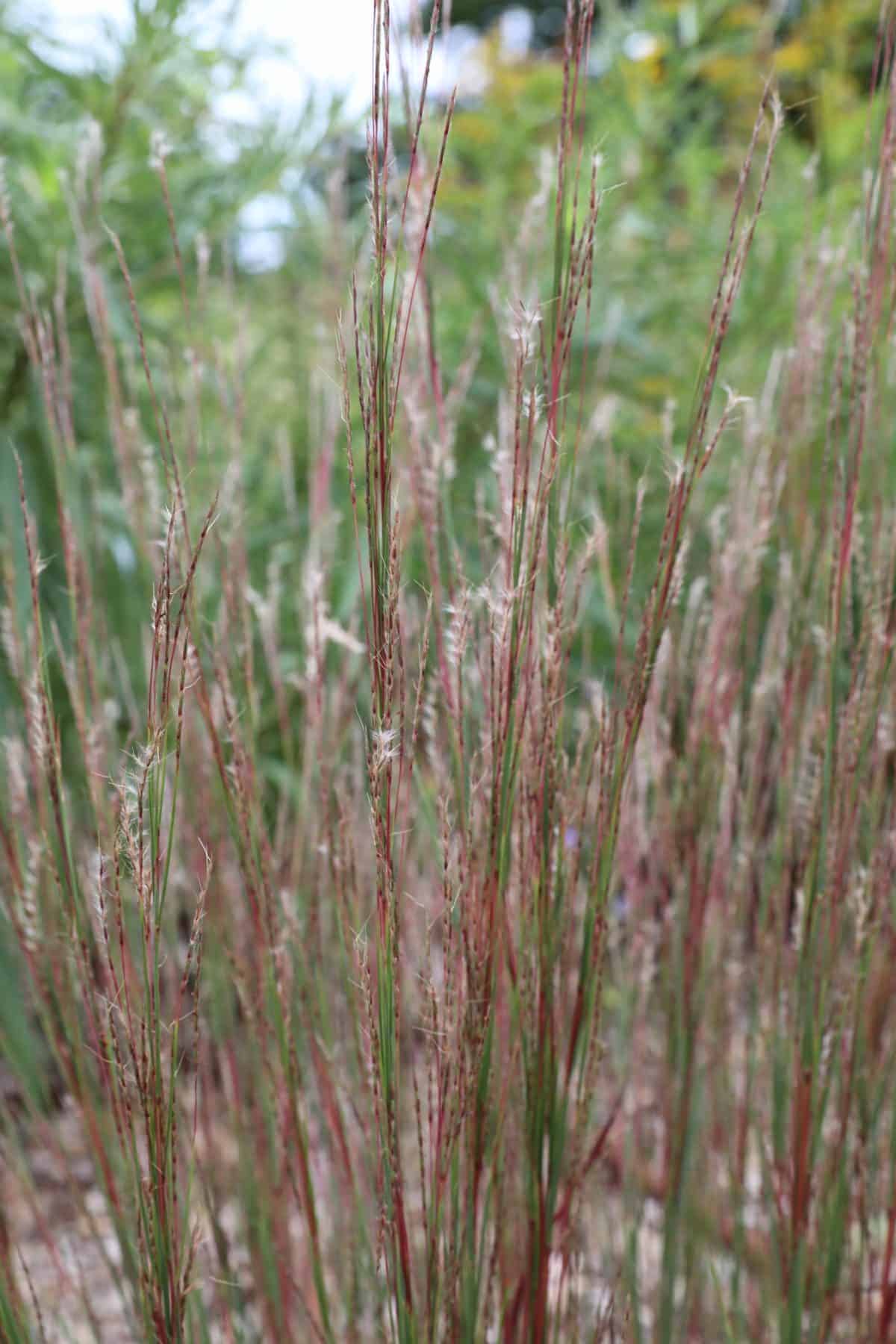 Little Bluestem - Maine Native Plants