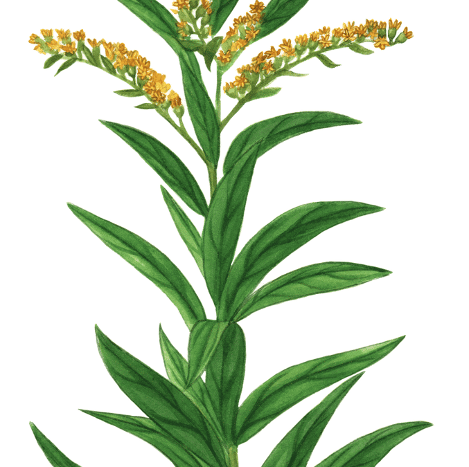 Seaside Goldenrod