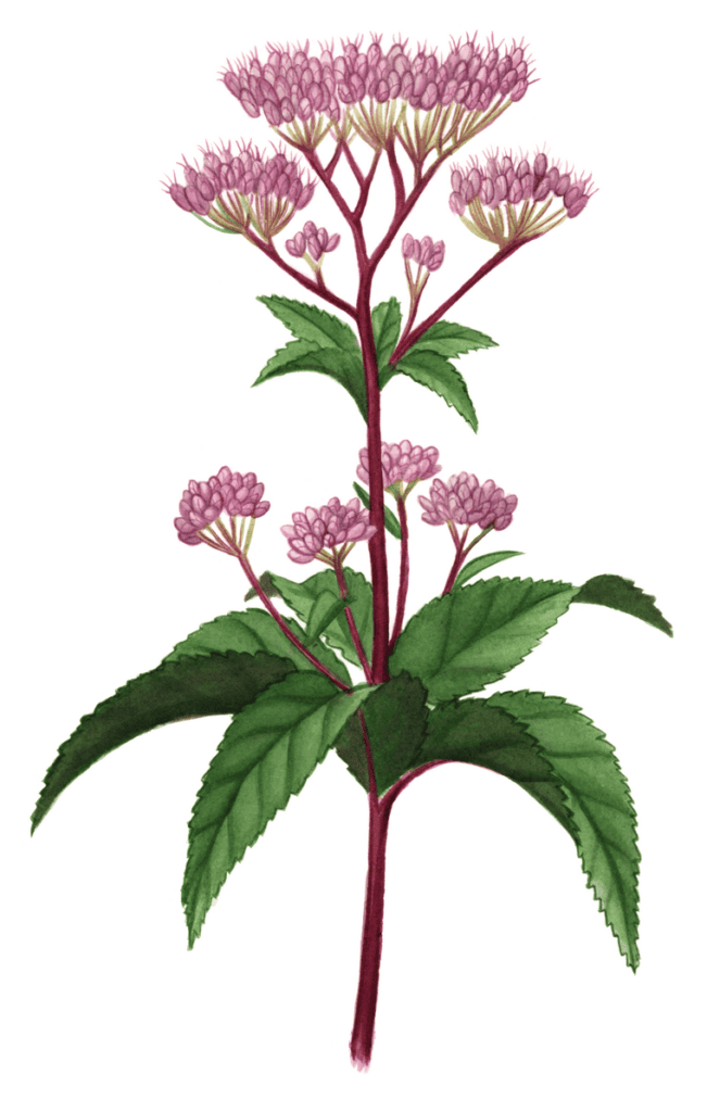 Spotted Joe Pye Weed Maine Native Plants