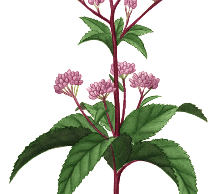 Spotted Joe Pye Weed