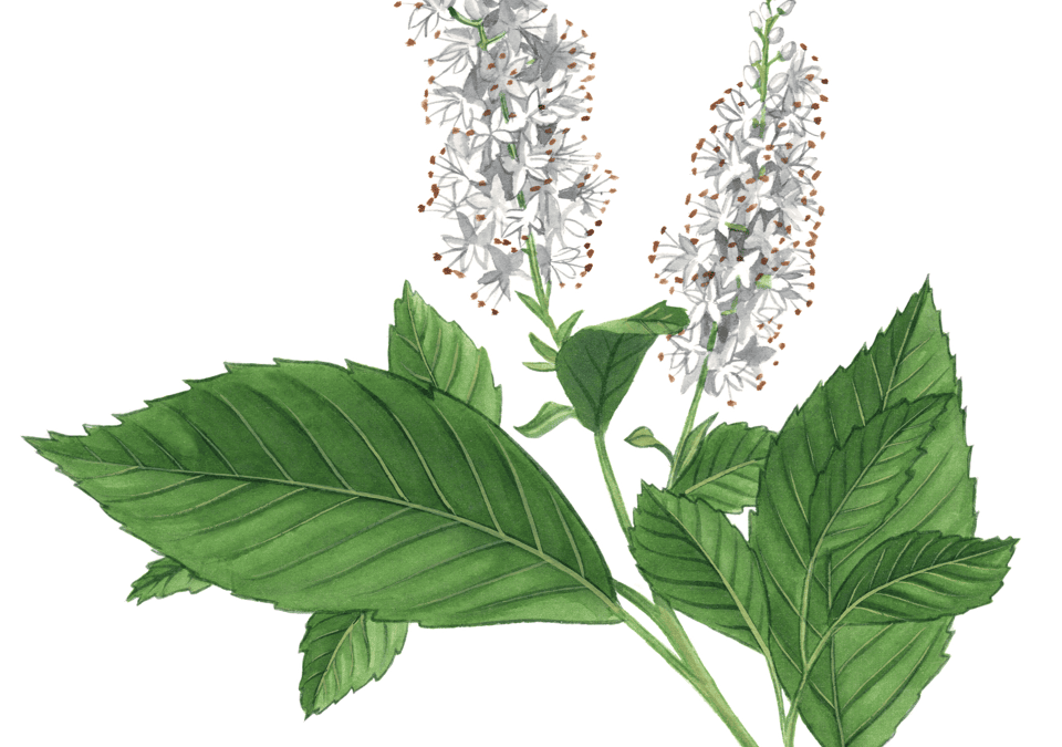 Coastal Sweet Pepperbush