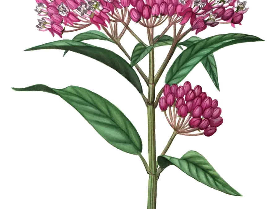 Swamp Milkweed