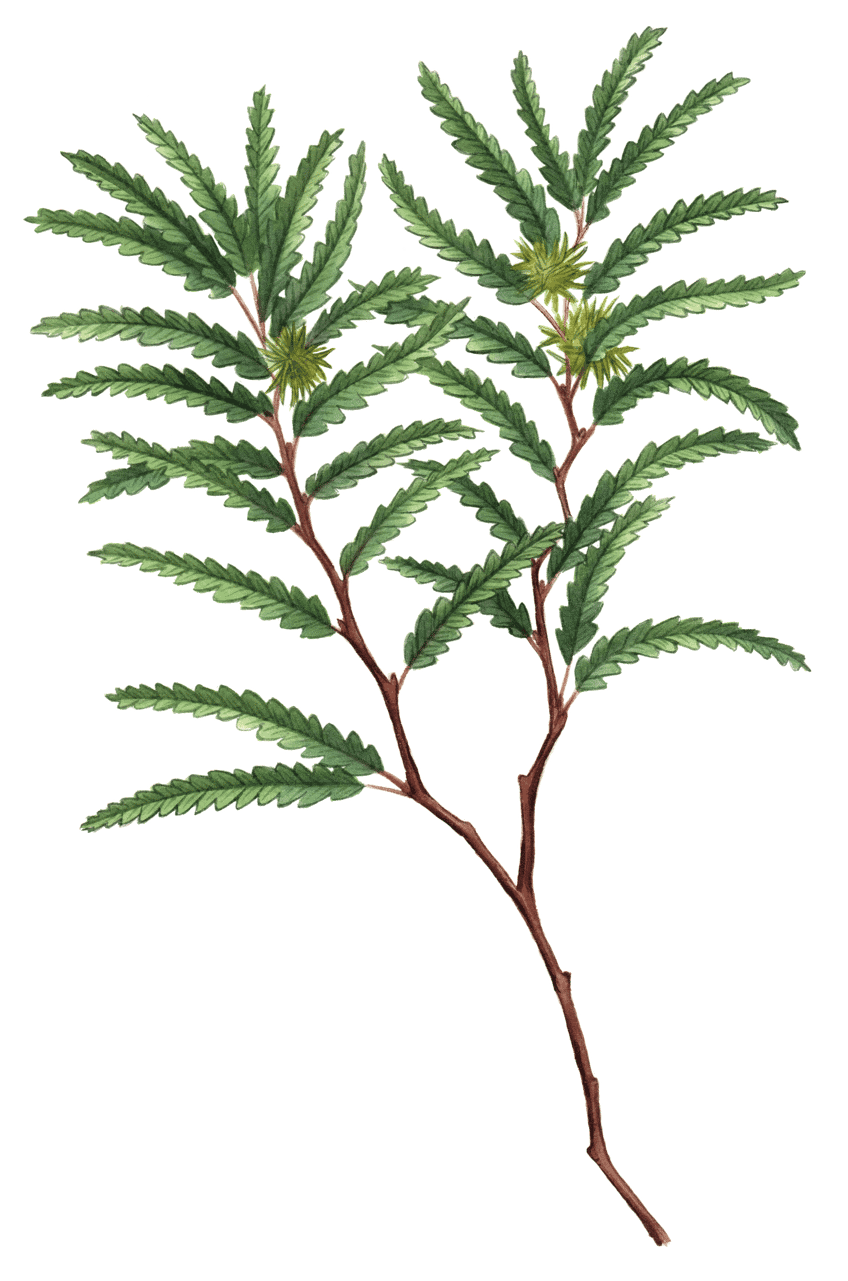 Plant Illustration
