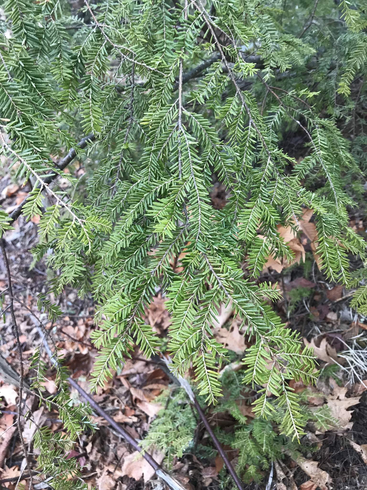 Easterh Hemlock - Maine Native Plant Finder