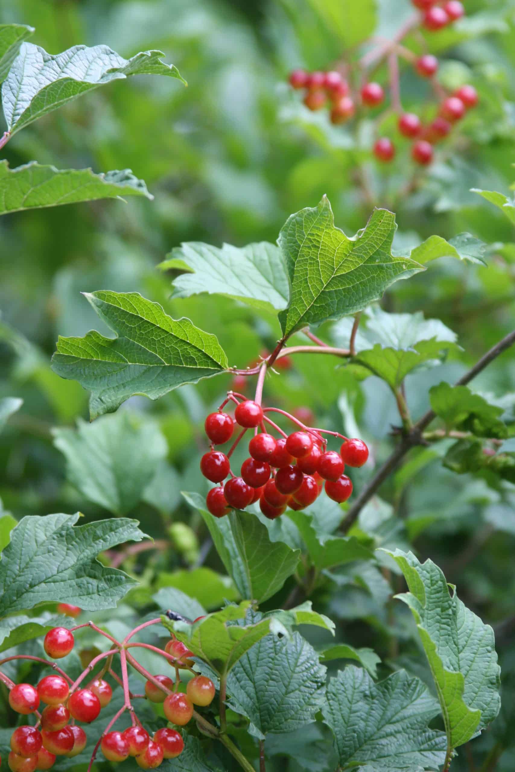 Highbush Cranberry - Maine Native Plants
