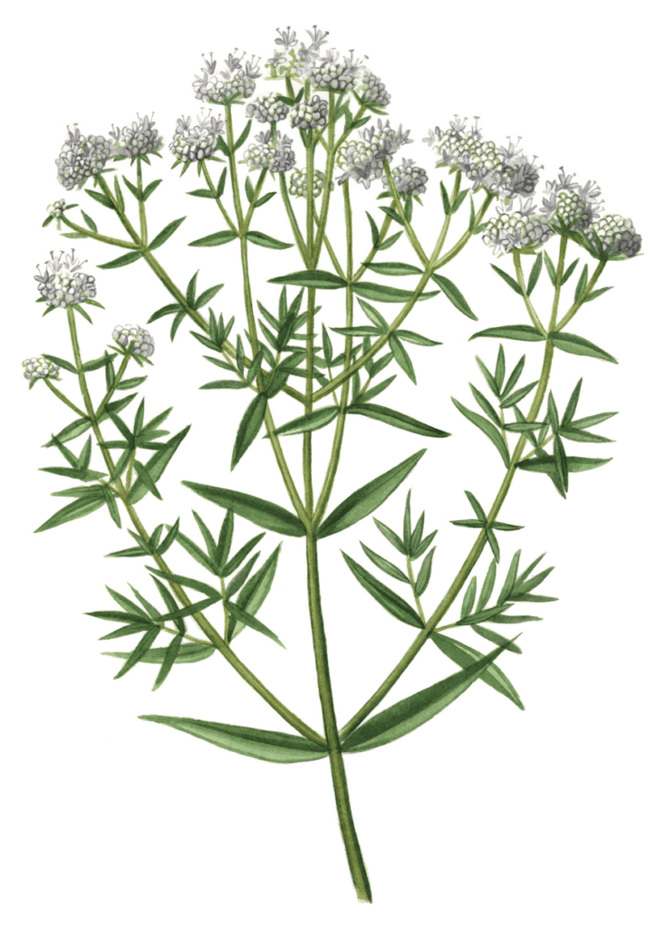 Virginia Mountain Mint - Maine Native Plants