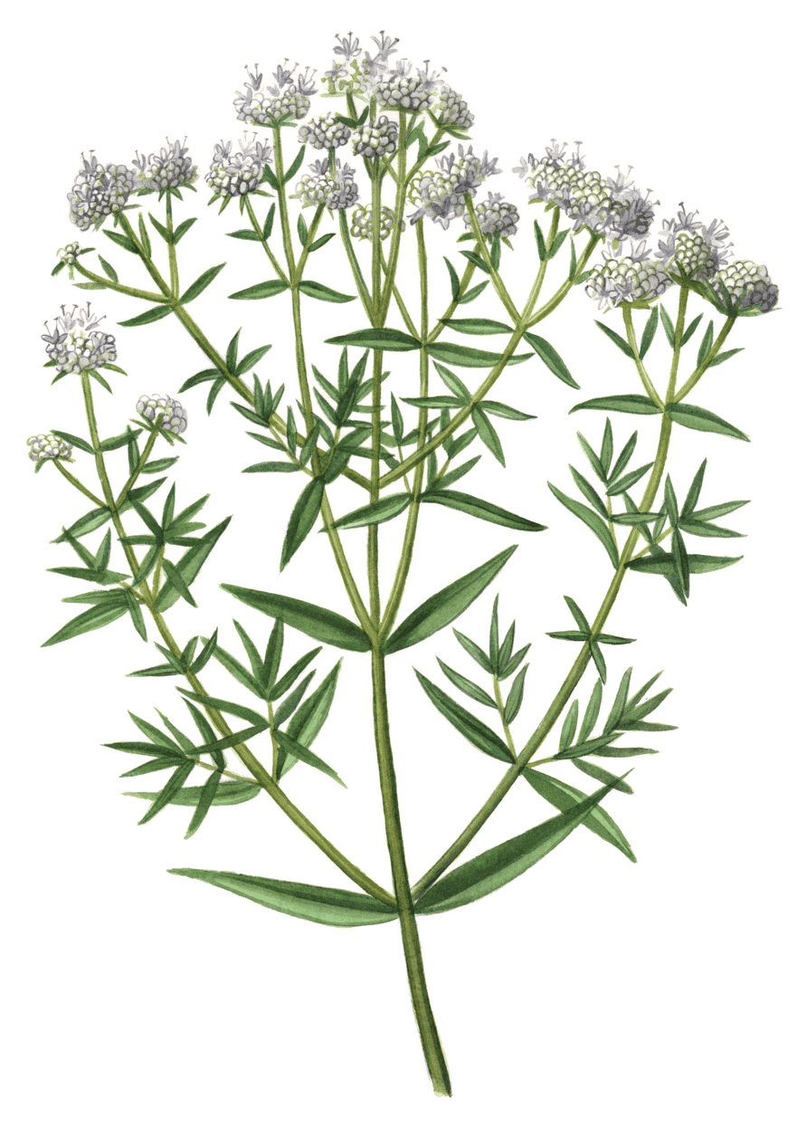 Plant Illustration