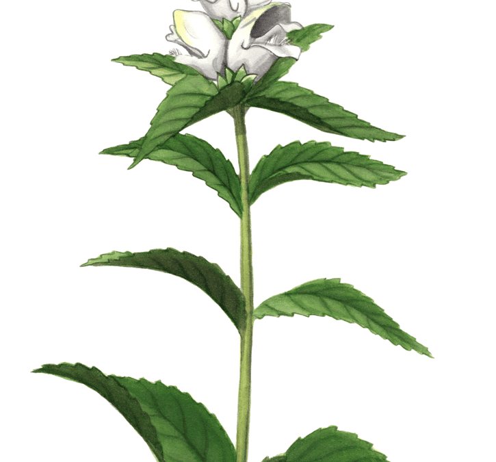 White Turtlehead