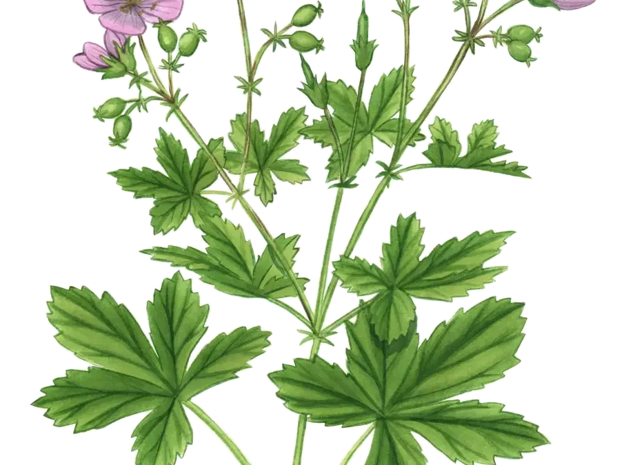 Wild Geranium