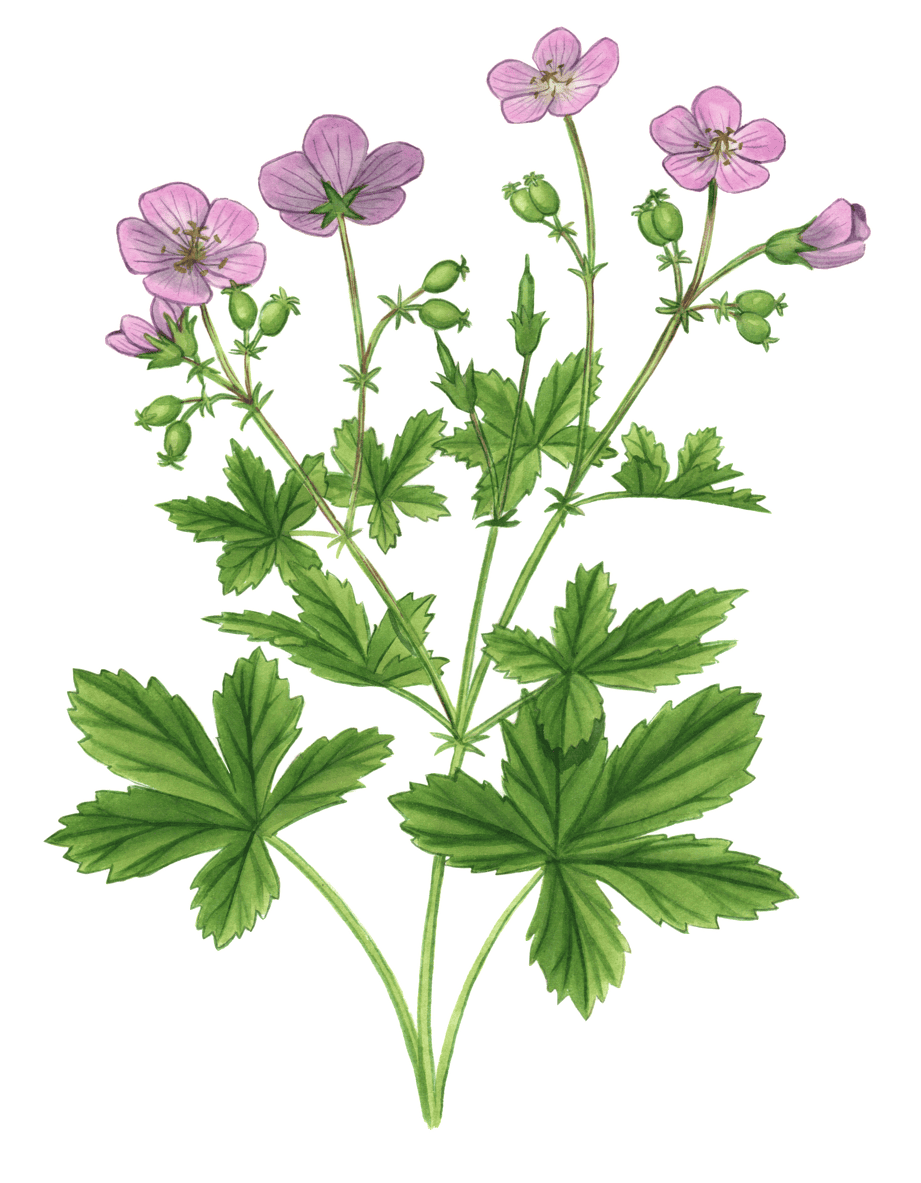 Plant Illustration