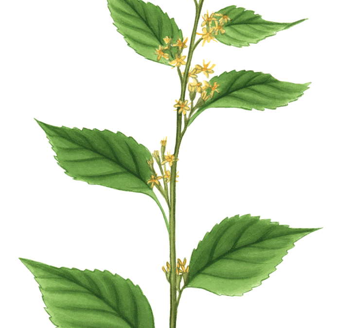 Zigzag Goldenrod