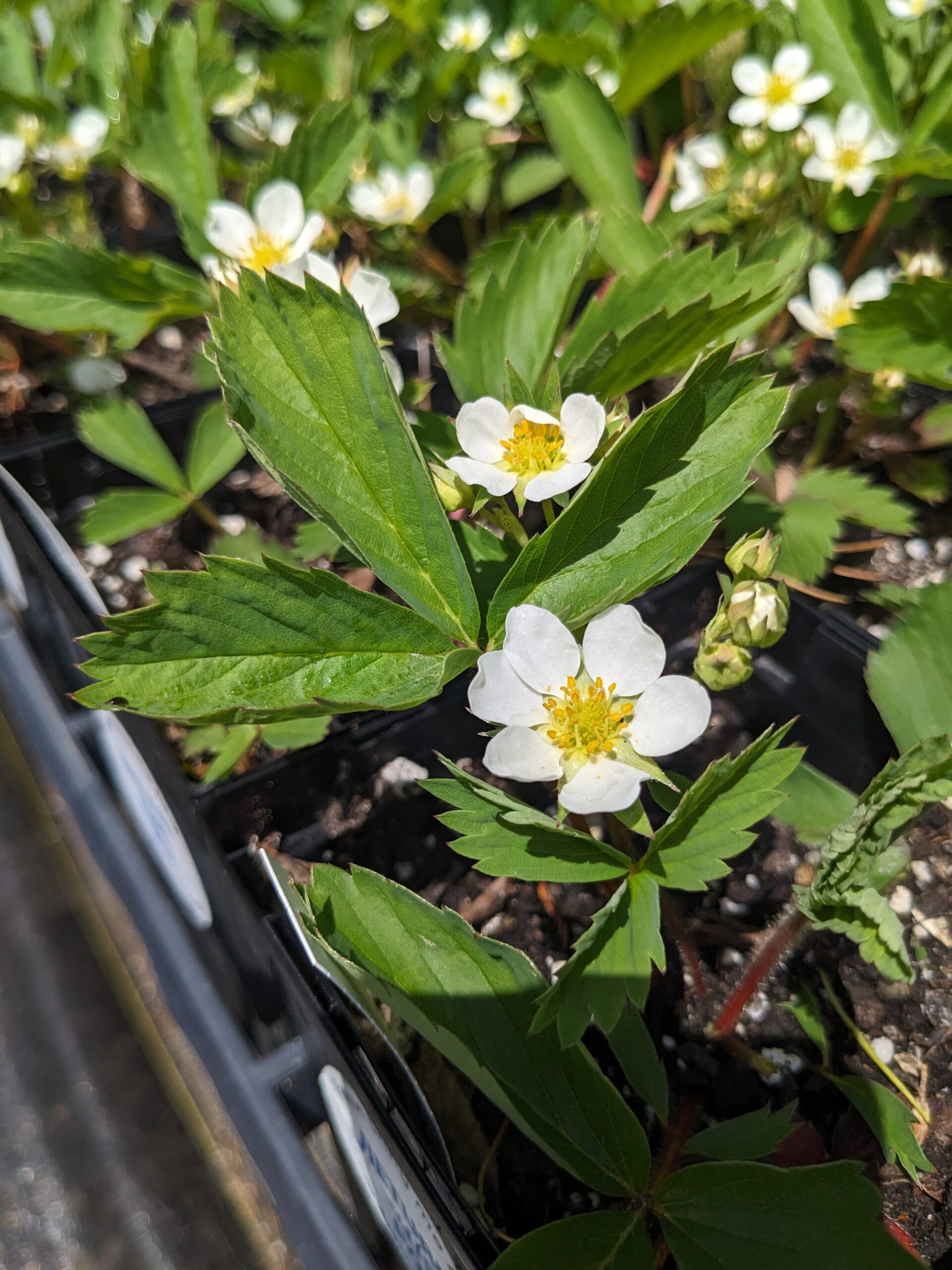 Wild Strawberry - Maine Native Plants