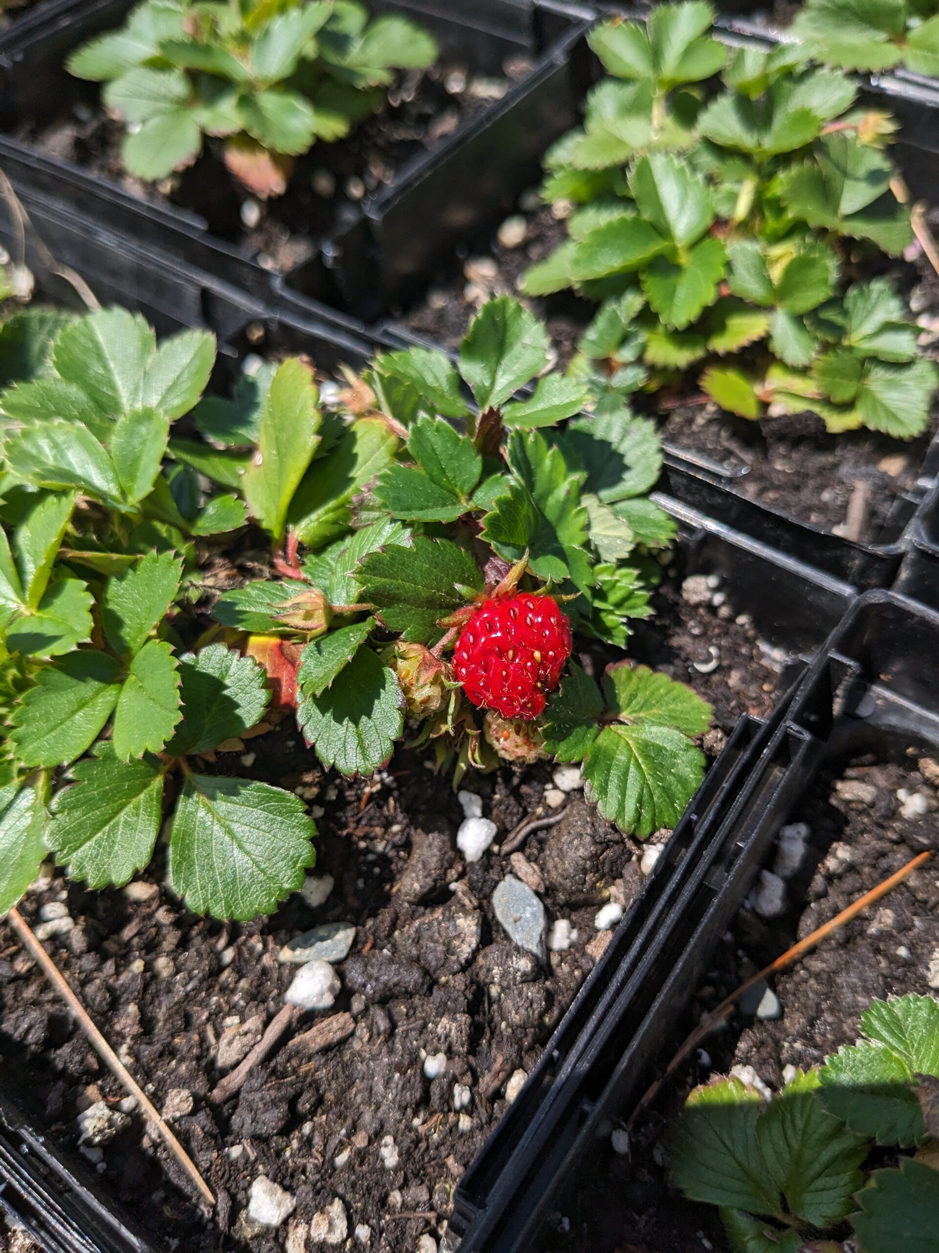 Wild Strawberry - Maine Native Plants