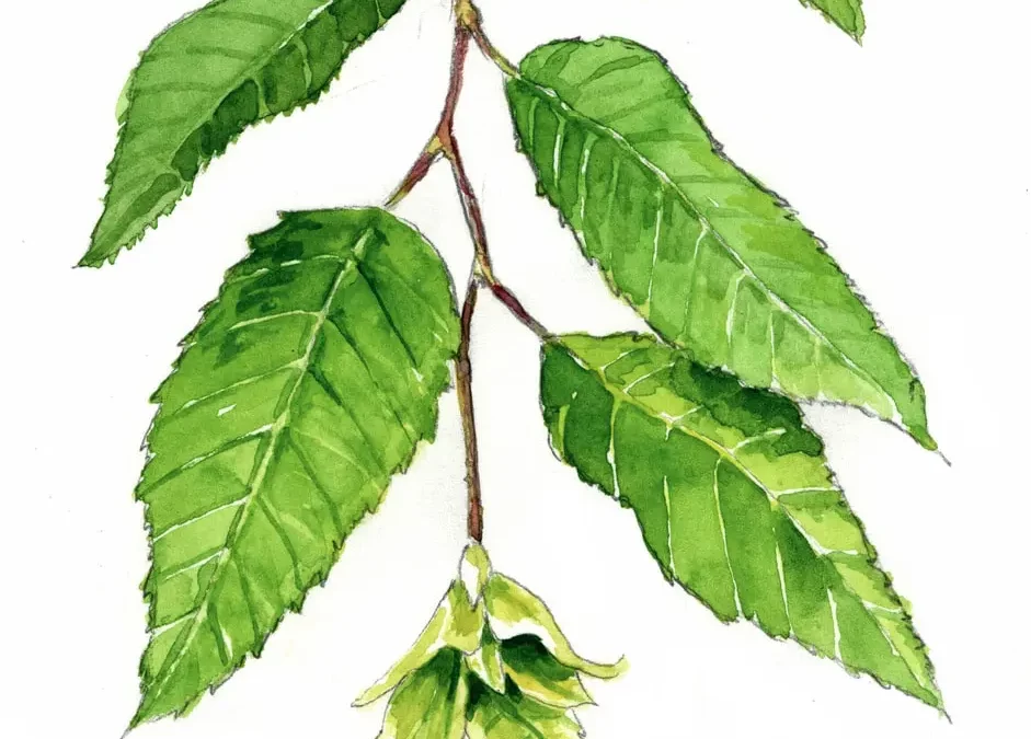 American Hornbeam