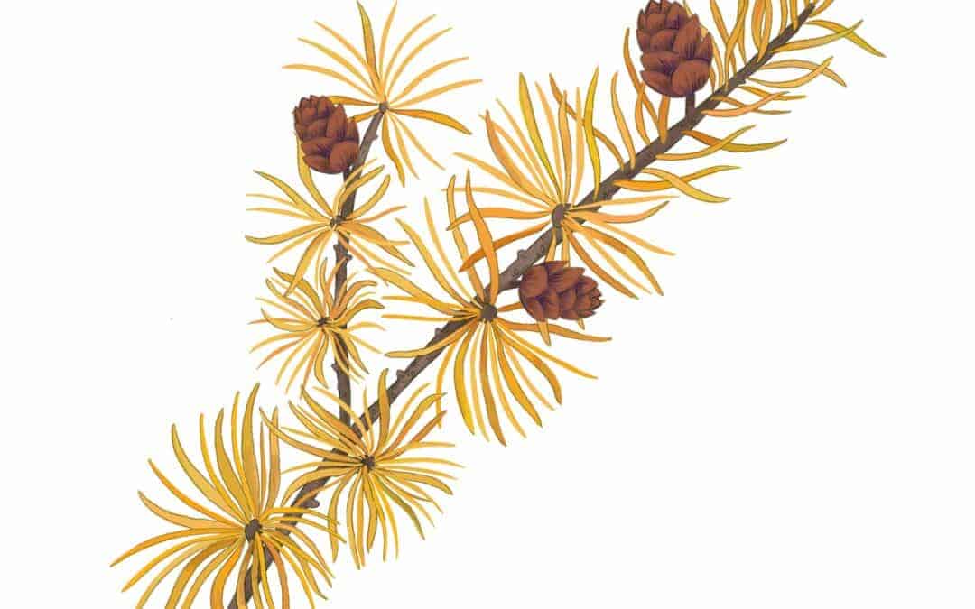 American Larch