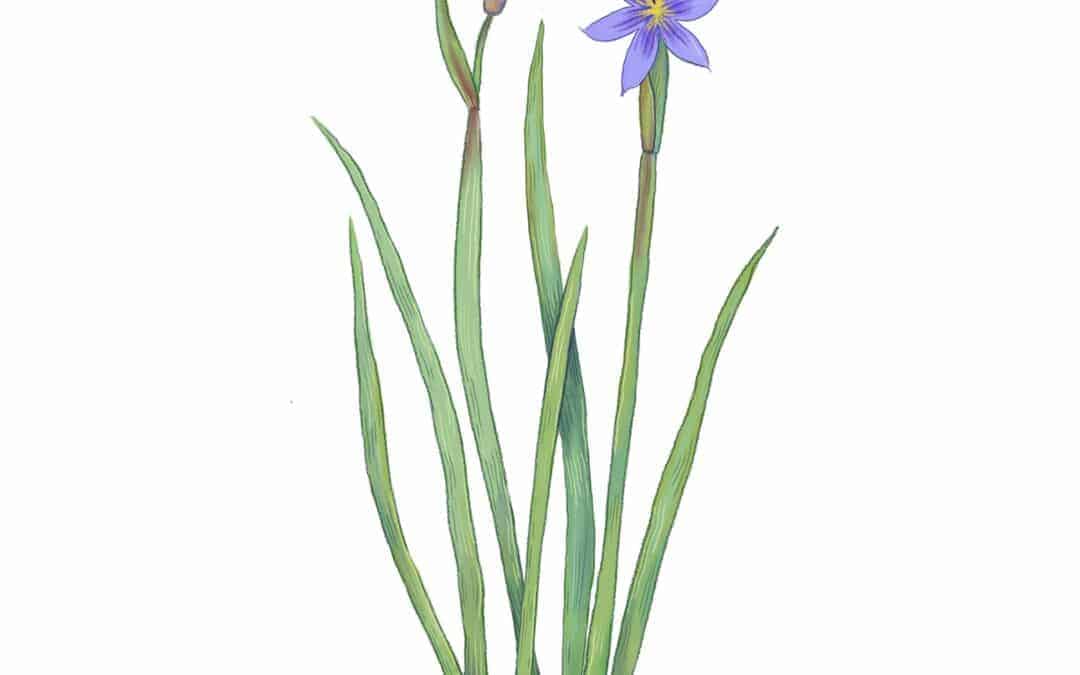 Narrow-leaved Blue-eyed Grass