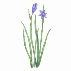 Narrow-leaved Blue-eyed Grass